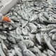 Sea Bass, Sea Bream Industry Needs Demand Growth to Absorb Expected Production Boost thumbnail image