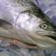 Concerns about Sustainability of Tasmania's Salmon Industry thumbnail image