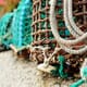 Philippines Enacts Blue Swimming Crab Sustainability Regulation thumbnail image