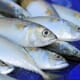 Study Finds Toxic Pollutants in Fish are Falling thumbnail image
