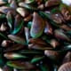First Chilean Mussel Fishery Gains MSC Certification thumbnail image
