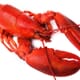 Fusion Marine Helps Develop New Lobster Farming Initiative thumbnail image