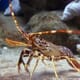 Aquaculture Breakthrough to Transform Sustainable Lobster Production thumbnail image