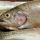 New Fish Disease Discovered in Norway thumbnail image