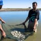 Online Aquaculture Training Videos Now Available thumbnail image