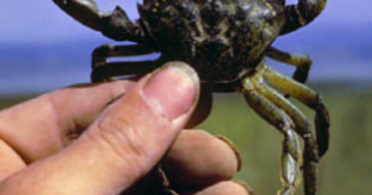 Crawfish biology | The Fish Site