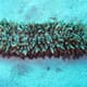 New Technique Developed to Measure Sea Cucumber thumbnail image