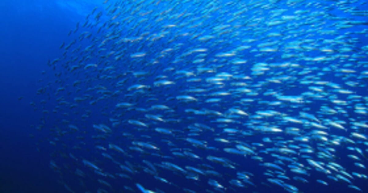 new technology detects multiple fish