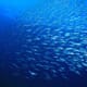 Fish Pledge Means Sustainable Fish for Millions thumbnail image