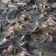Authorities Failing to Address Toxic Issue with Poultry Litter as Fish Feed thumbnail image