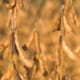 EU Feed Industry Moves Towards More Responsible Soybeans Sourcing thumbnail image