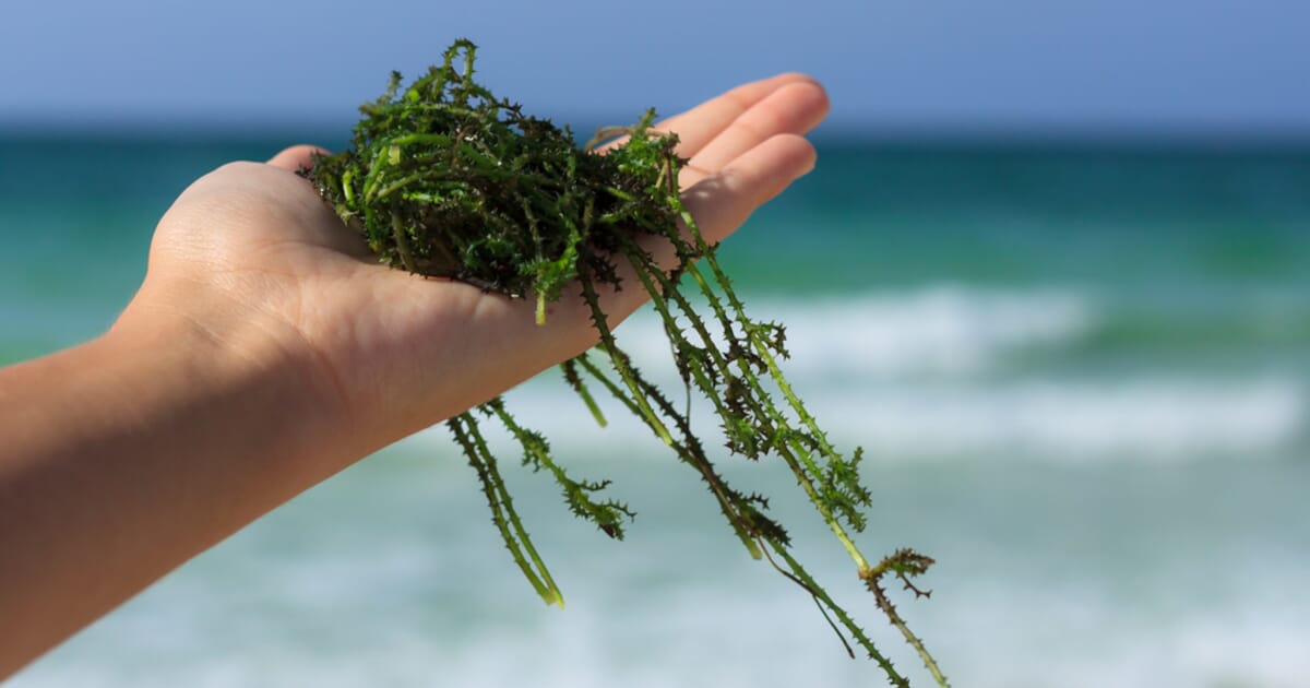 Algae: The Future of Food and Feed? | The Fish Site