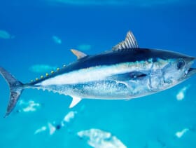 Atlantic Bluefin Tuna Population Recovery At Threat As Quotas Increased The Fish Site