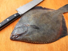 flounder fish