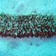 Sea Cucumber Farmers Demand Compensation Over 2011 Oil Spill thumbnail image