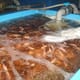 New Hatchery to Boost Fishery Production in the Philippines thumbnail image