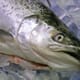 Larger Salmon Smolts Produce Healthier Fat thumbnail image