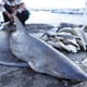 Shark Fin Trade Declining While Another Endangered Species Suffer thumbnail image