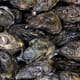 Scientists Find Mosquito Control Pesticide Low Risk to Juvenile Oysters, Hard Clams thumbnail image