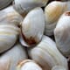 New Research Finds Clam Cancer Spreads by Cloning thumbnail image