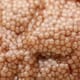 Invasive Asian Carp Eggs Hatch in High Temperatures thumbnail image