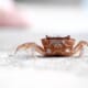 MPEDAs Maharashtra Crab Farming Project a Success thumbnail image