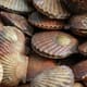 Irish Shellfish Association Celebrates 25 Years thumbnail image