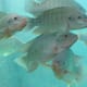 Benchmark Expands Aquaculture Genetics Through Tilapia Breeding Acquisition thumbnail image