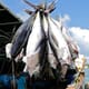 First South Korean fishery achieves MSC certification thumbnail image