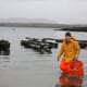 Lifeline for Scottish shellfish and trout farmers thumbnail image