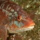 Salmon sector welcomes wrasse review thumbnail image