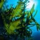 Boosting kelp yields could have more to do with light than nutrient levels thumbnail image