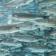 America’s largest animal welfare organisation launches aquaculture standards thumbnail image