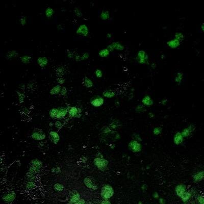Oyster blood cells glow after Bigelow Laboratory researchers added a gene labelled with a green fluorescent protein to the cells in a biosecure laboratory