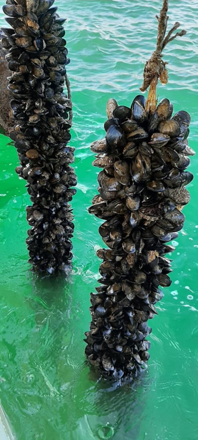 Farmed mussels attached to a string in aqua water.