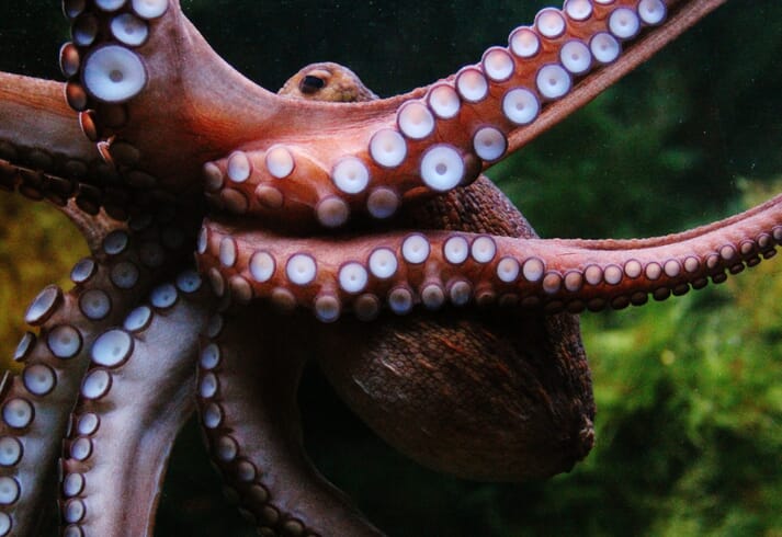 At least 350,000 tonnes of wild octopus are landed each year