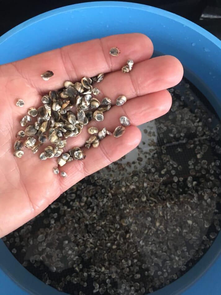 person holding oyster seed
