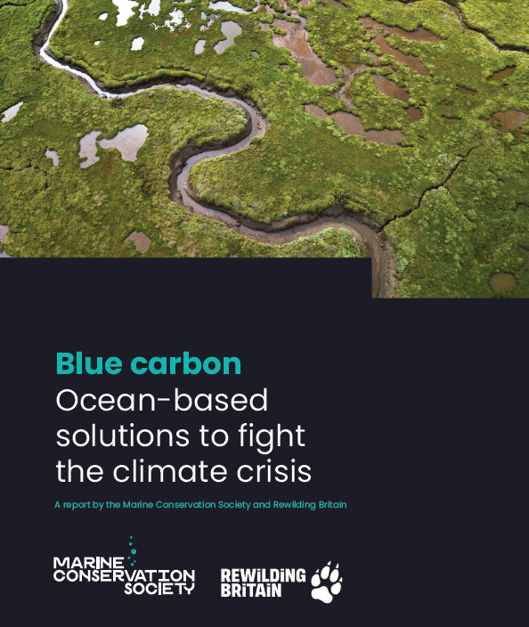 Governments Urged To Back Blue Carbon Aquaculture Initiatives | The ...