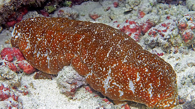 Rapidly change water conditions in traditional Hawaiian fishponds could threaten sea cucumber aquaculture