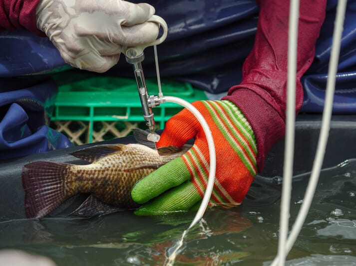 Vaccinating tilapia using a standard, non-Socorex, syringe