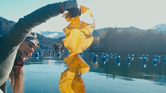 A woman lifting a frond of kelp out of the sea.