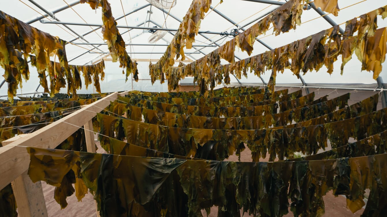 Seaweed hanging to dry in a polytunnel