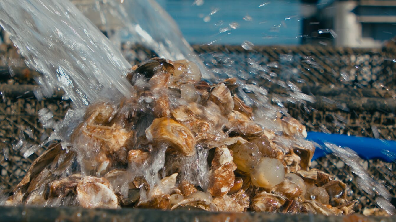 Oysters being rinsed at the bottom of a chute.