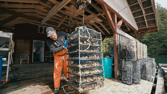 A man with a cage full of oysters.