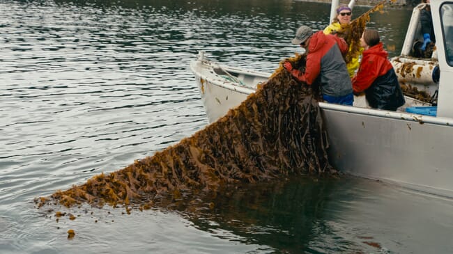Line-grown kelp.