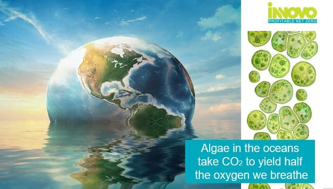 A diagram of algae beside Earth and the ocean.