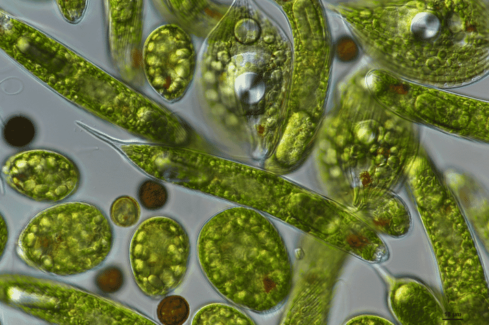 algae under the microscope