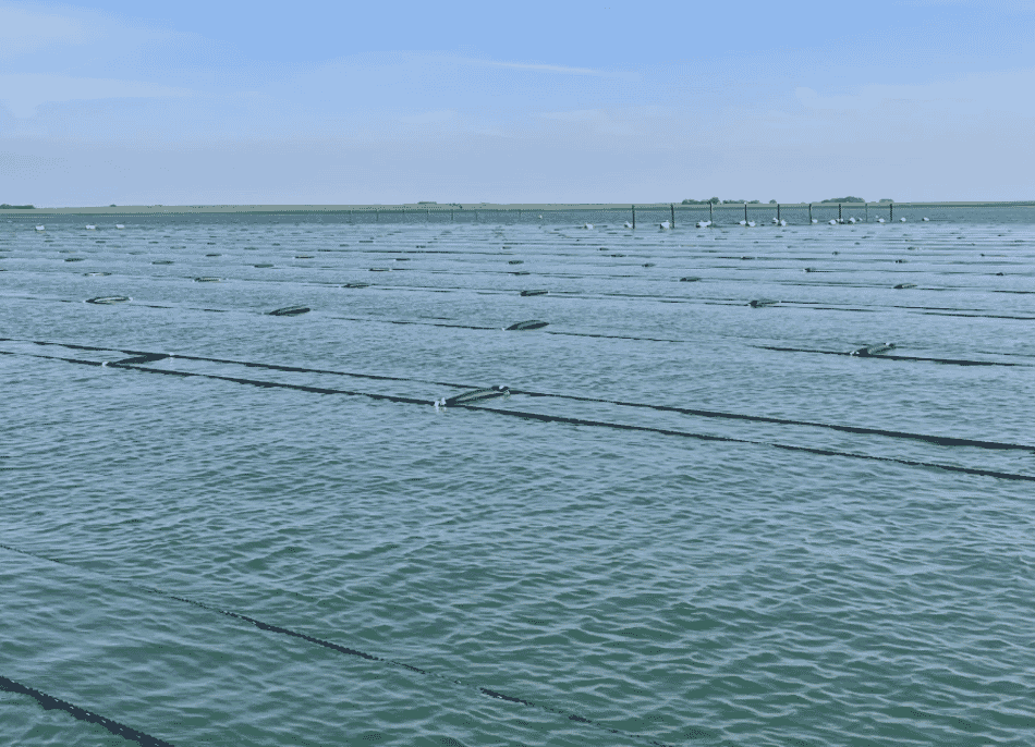 EU backs seaweed farming success The Fish Site