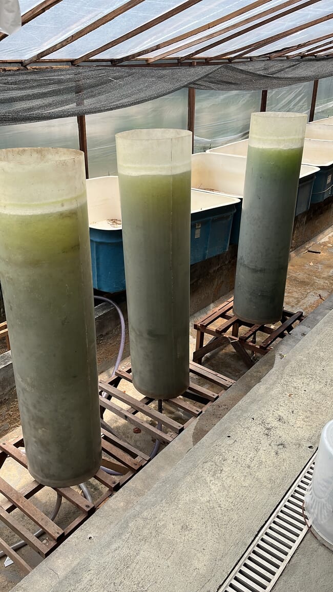 Algae containers.