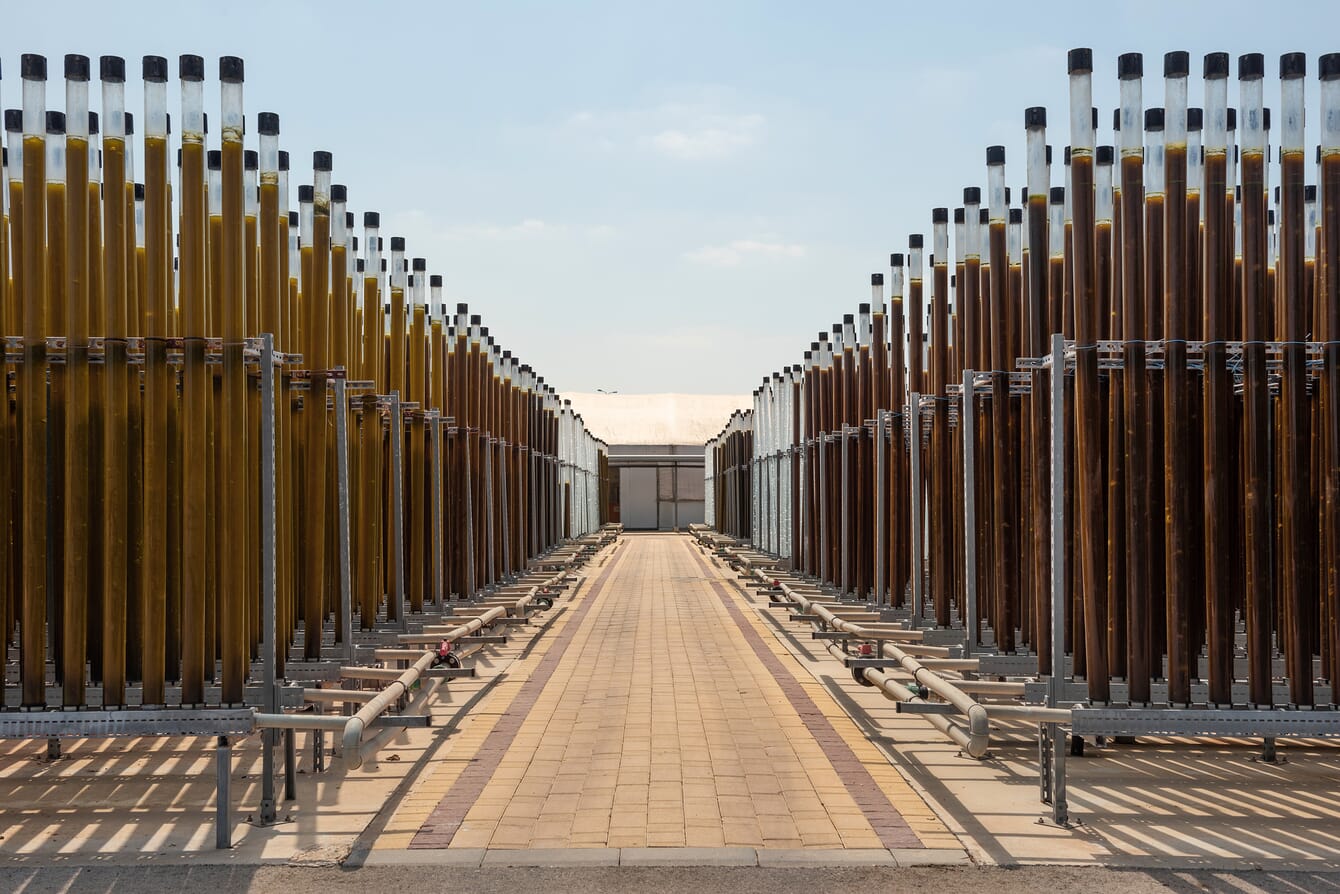 Tubes for growing microalgae.